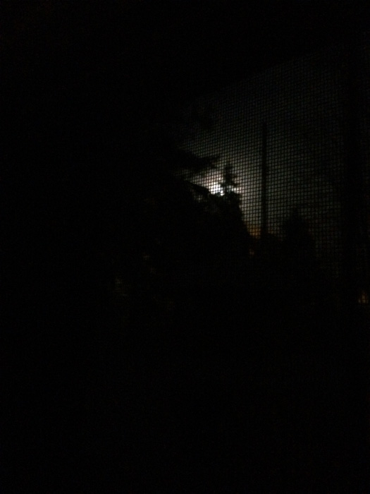 Moonlight behind evergreen through screen, photograph, 2017